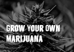 Grow your own medical marijuana