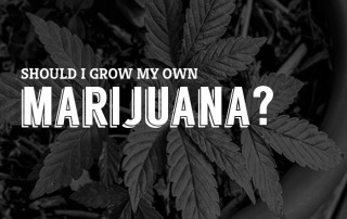 should i grow marijuana